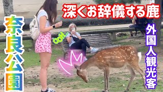 深くお辞儀する鹿に感激する外国人観光客😍奈良公園🫎奈良公園