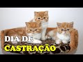 CASTRAÇÃO de GATOS FILHOTES - Gatil Hauser