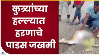 Nashik | Stray dogs attack deer pada in Andarsul in Yevla taluka - TV9