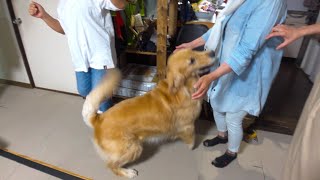 お出迎えの態度に家族の順位が露骨に出てしまう愛犬