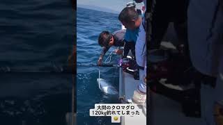 青森県大間の超巨大クロマグロ120kgが浮いてくる瞬間🤣