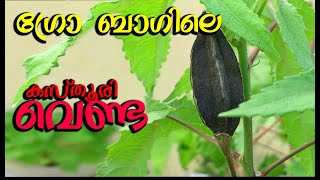 Kasthuri okra / Latha kasthuri / Musk mallow cultivation in growbag/ഗ്രോ ബാഗിലെ കസ്തൂരി വെണ്ട കൃഷി