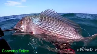 Un Dentice ballerino. Concetto Felice Pesca In Apnea by Salvimar