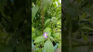 rocoto manzanos and plants