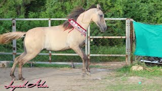 Kathiyawadi horse (filly ) shree sejal stud farm