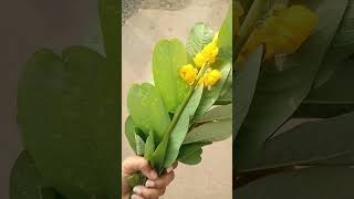 #ringworm #తామర #మెట్టతామర #viralvideo #ytshorts #how #herbs