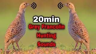 20min तीतर की आवाज़ - Teetar Ki Awaaz || Grey Francolin Hunting Sounds 20min 💕- #DKTEETARHUNTING