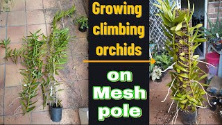 Growing climbing orchids on mesh poles