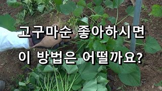 통 고구마를 통째로 심고 고구마 순 원없이 먹는 방법