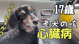 【老犬】咳に気をつけて