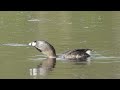 pied billed grebe bird call