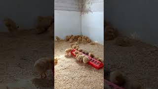 Chicks brooder #brooding