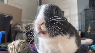 Twinkle Realizes That There’s Food Left in Her Bowl