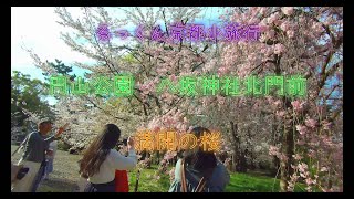 円山公園 八坂神社北門前 満開の桜 2023年3月29日【るっくん京都小旅行 4K 社寺史跡 徹底探索 Vol.0303】