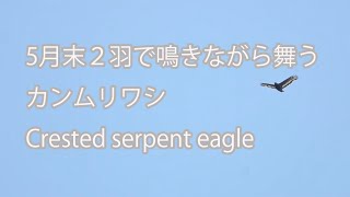 【5月末２羽で鳴きながら舞う】カンムリワシ Crested serpent eagle