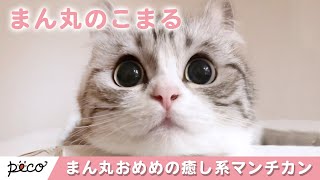 癒し系のマンチカン😽 まん丸おめめの「こまるちゃん」って知ってる😻？【PECO TV】