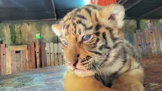 🐯🐯🐯WOW!!! adorable tiger cub is so sleepy #tigercub  #tiger #kitten #fpy #cute #kitty #zoo #adorable