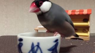 ドーナツ持ってくる文鳥