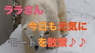 【円山動物園シロクマ】ララさん今日も元気にモートを散策♪