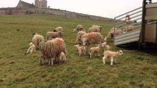 Redhill Charollais - First load of sheep out at Rockingham