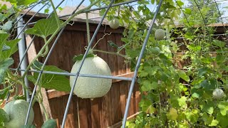 How to grow Musk melon or Cantaloupe or Karbuja (Telugu)