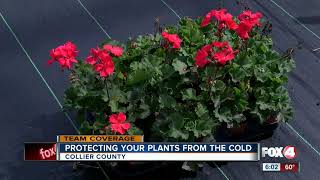 Protecting plants from near-freezing temps in Southwest Florida