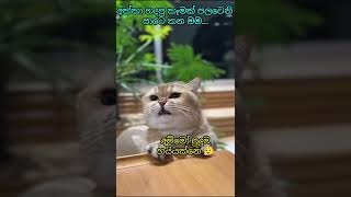 cat # අක්කා හදපු කෑමක් පලවෙනි පාරට කන මම 🙀🙀 අම්මෝ හයිය 😼😼 #comedy #funny #cute #viralvideo