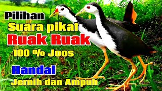 SUARA BURUNG RUAK RUAK ANDALAN || AMPUH SUARA JERNIH