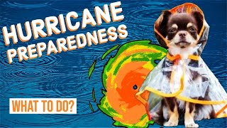 How to Prepare Your Pets for a Hurricane
