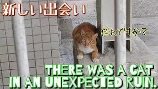 思いがけない廃墟に猫が居た。There was a cat in an unexpected ruin.