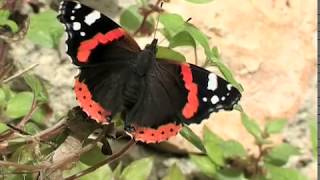 The Red Admiral (Vanessa atalanta (L., 1758))