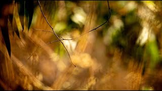 שיר קציר – עמית פוזננסקי | מילים: אביגיל מגידנה גרוס