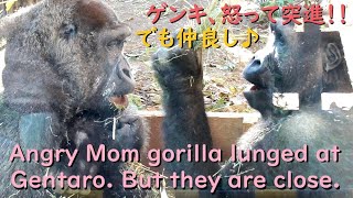 The angry Mom gorilla lunged at Gentaro. Gentaro stops Genki by throwing a branch.【kyotocityzoo】