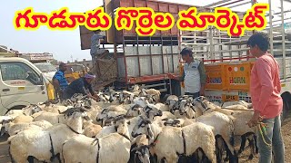 gudur sheep market 23 2 2024 గూడూరు గొర్రెల సంత