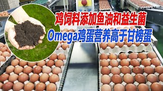 鸡饲料添加鱼油和益生菌  Omega鸡蛋营养高于甘榜蛋