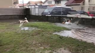 台風２１号と犬舎のビーグル達…。