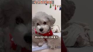 元保護犬はな🐶来客は苦手😓#shorts #元繁殖犬 #保護犬 #元保護犬 #トイプードル