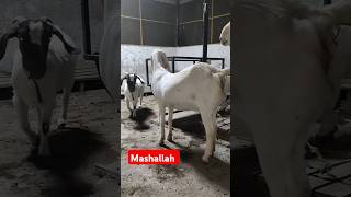 Sojat female 2 daat #goat #sojatfemale #shortsvideo #youtuber