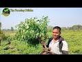 12 kg chilli in one plant.ଗୋଟିଏ ଗଛ ରେ 12 kg ଲଙ୍କା 1452