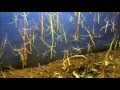 BRUTAL cleaning aquarium with walking sticks (stick insects,stick bugs,Phasmatodea), VigoZoo, Spain