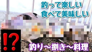 東京湾浦安でシロギス狙いのはずが…めちゃくちゃ美味いこの魚が入れ食いだった