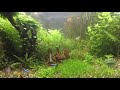 my plants aquarium ჩემი მცენარეების აკვარიუმი