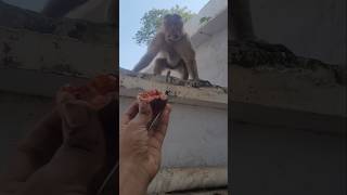 కోతి దానిమ్మకాయ ఏం చేస్తుందో చూడండి wait for end #monkey #viralvideos #