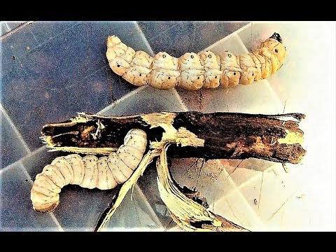 30 Most EDIBLE Insects & Spiders 30 Most EDIBLE Insects & Spiders