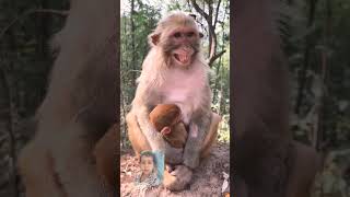 The friendly smile of the mother monkey  #shorts