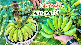 วิธีตัดกล้วยออกจากเครือ ไม่ให้ช้ำ ทำง่ายๆ | EP.78 เกษตรเดลิเวอรี่ THAI IQ PLUS