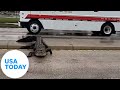 Giant gator stops traffic in Florida as it crosses the road | USA TODAY