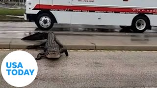 Giant gator stops traffic in Florida as it crosses the road | USA TODAY