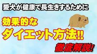 【犬のダイエット】愛犬に負担をかけず楽しみながらできる効果的なダイエット方法は？