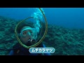 南の島のミスワリン 第54回放送分 vol.2